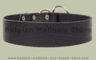 2 inch wide All Weather Collar for Belgian Malinois-Leather Coll 2 inch wide All Weather Collar for Belgian Malinois-Leather Coll