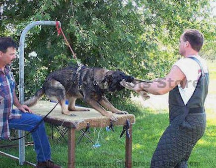 Best Puppy Bite Rag with handle for PUPPY Training