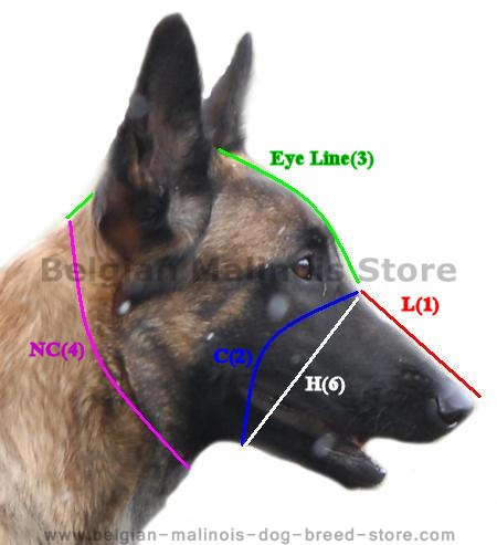 How to measure your Dog!