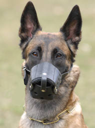 Everyday Belgian Malinois Leather dog muzzle Everyday Belgian Malinois Leather dog muzzle
