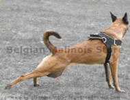 Malinois Nylon multi-purpose dog harness for pulling/walking