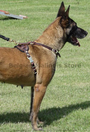 Belgian Malinois leather dog harness(police dog harness,training dog harness)