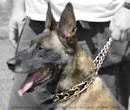 hs dog collar