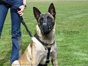 belgian malinoies dog training