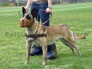 leather tracking harness. pulling harness for malinois