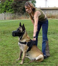 belgian malinoius harness , leather harness for malinoies