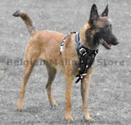 Malinois Agitation/Protection Leather Dog Harness for training