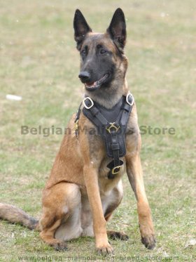 Exclusive Luxury Handcrafted Leather Harness for Belgian Malinois Exclusive Luxury Handcrafted Leather Harness for Belgian Malinois