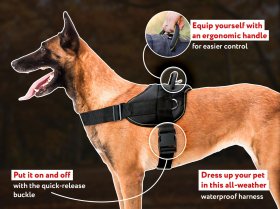 https://www.belgian-malinois-dog-breed-store.com/bmz_cache/d/d63631fa46021b2dddc77fd3f7bdeb0c.image.280x209.jpg