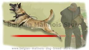 Belgian shepherd dog training