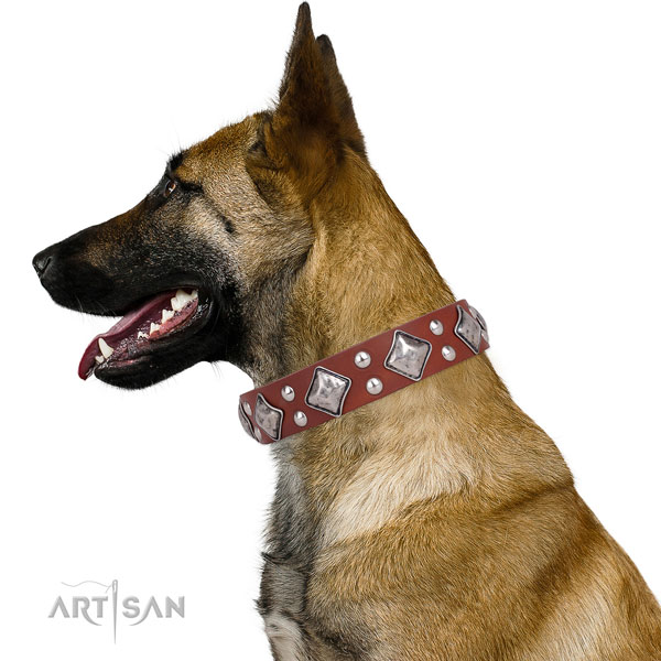 Walking adorned dog collar made of quality genuine leather