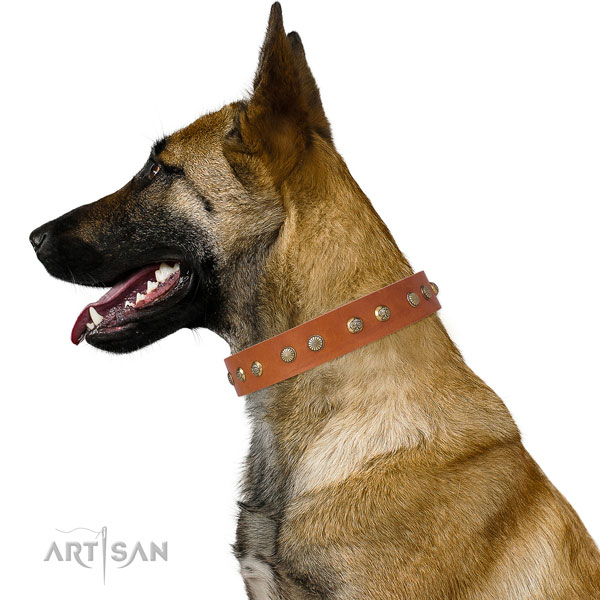 Incredible adornments on everyday walking full grain natural leather dog collar