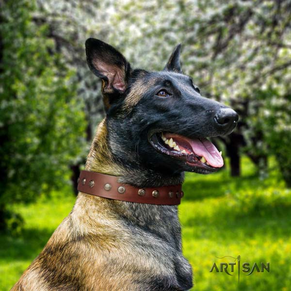 Belgian Malinois comfy wearing full grain genuine leather collar for your attractive dog