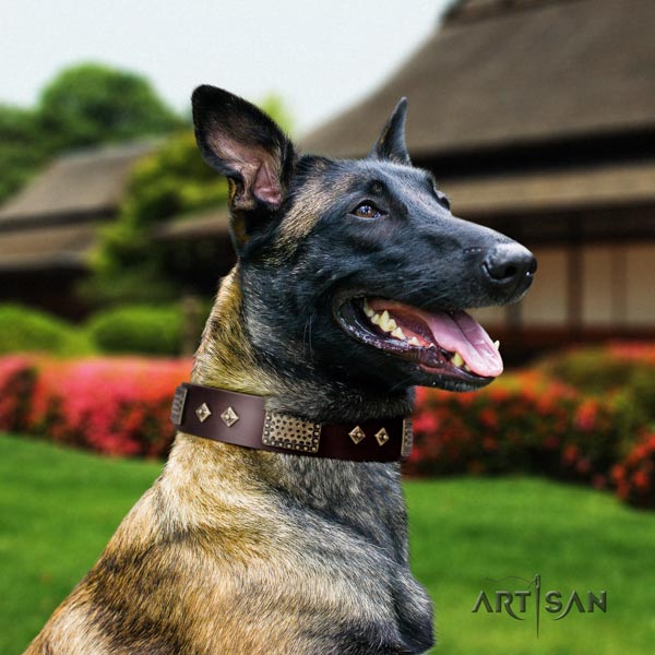 Belgian Malinois comfortable wearing full grain natural leather collar for your stylish four-legged friend
