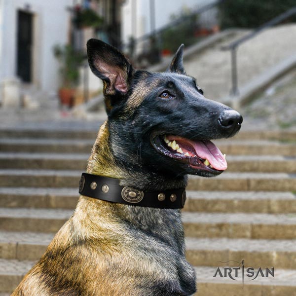 Belgian Malinois comfortable wearing genuine leather collar for your impressive four-legged friend