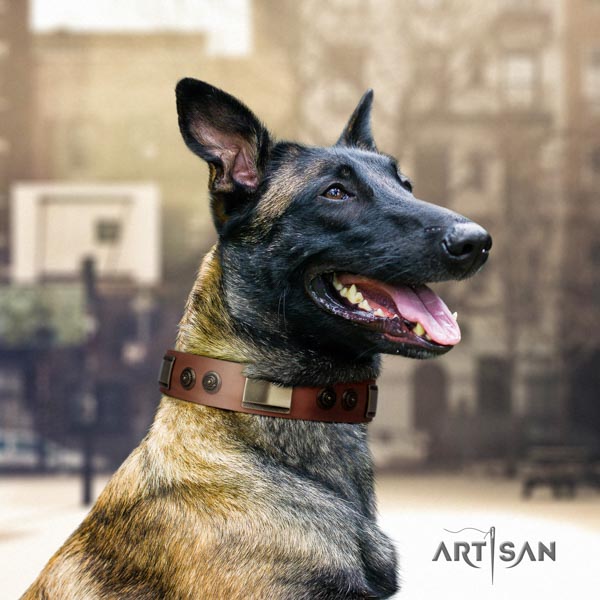 Belgian Malinois daily use full grain leather collar for your handsome dog