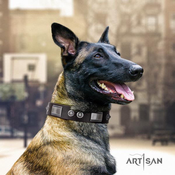 Belgian Malinois comfortable wearing genuine leather collar for your handsome pet