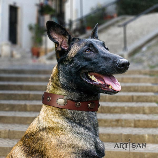 Belgian Malinois daily walking leather collar for your lovely doggie