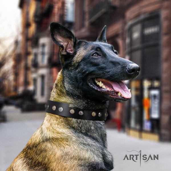 Belgian Malinois walking natural leather collar for your impressive four-legged friend