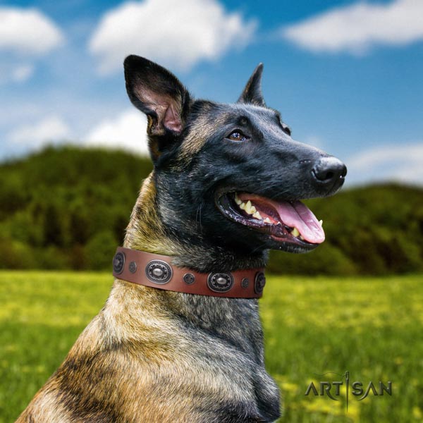 Belgian Malinois daily walking full grain natural leather collar for your handsome doggie