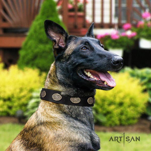 Belgian Malinois daily use full grain natural leather collar for your attractive dog