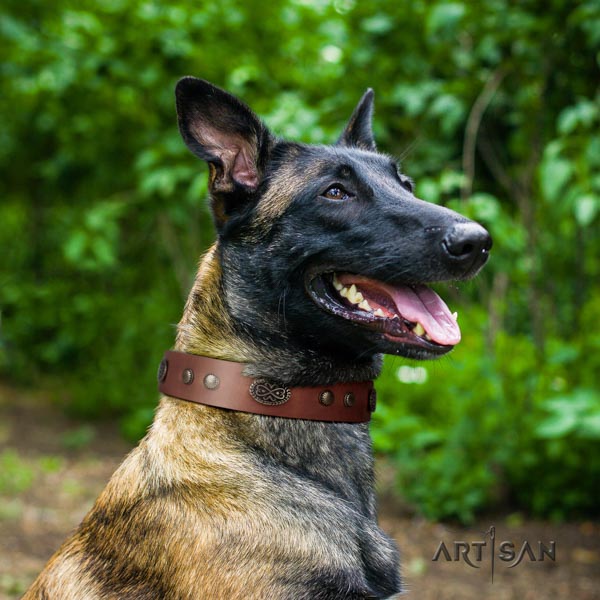Belgian Malinois comfy wearing natural leather collar for your stylish dog