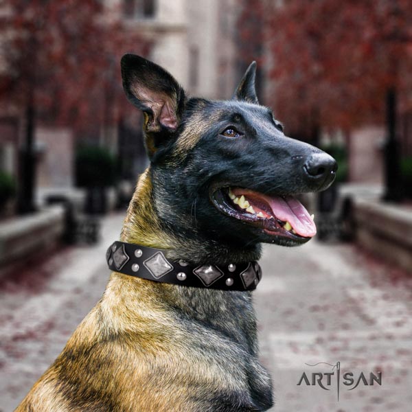 Belgian Malinois comfy wearing natural leather collar for your lovely doggie