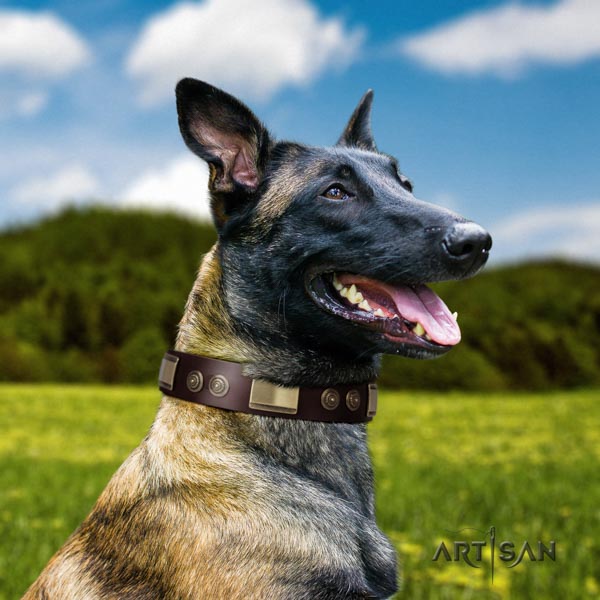 Belgian Malinois walking full grain natural leather collar for your handsome pet