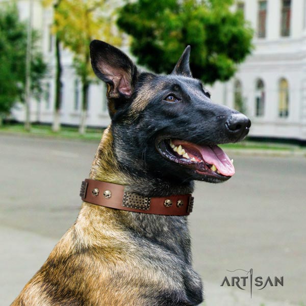 Belgian Malinois comfy wearing natural leather collar for your beautiful canine