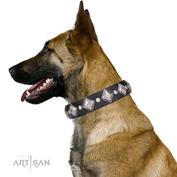 Belgian Malinois designer leather dog collar for everyday walking