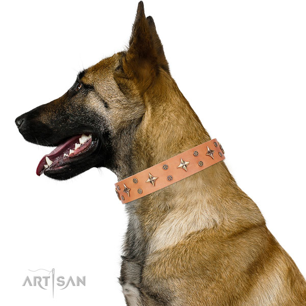Belgian Malinois embellished natural genuine leather dog collar for stylish walking