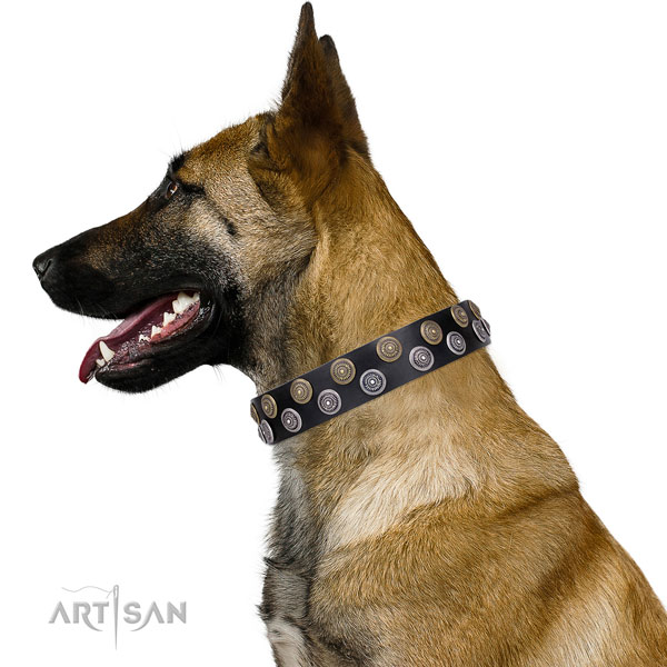 Belgian Malinois studded full grain natural leather dog collar for everyday walking
