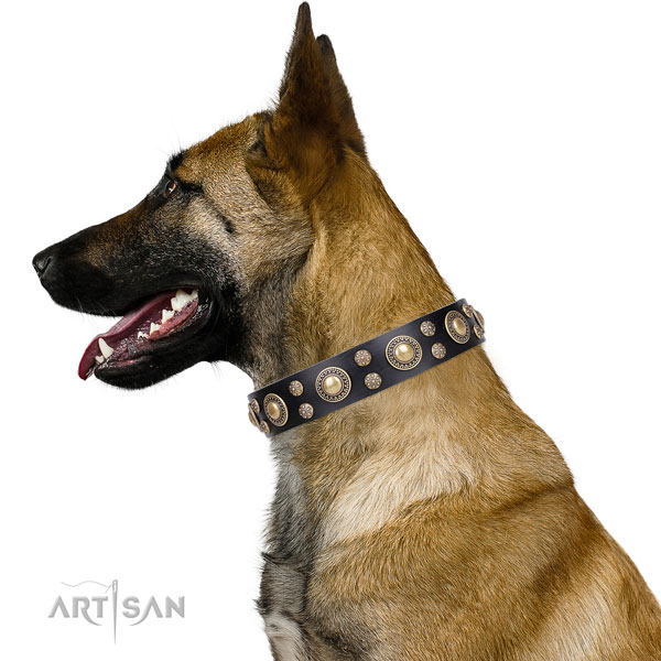 Belgian Malinois easy wearing full grain natural leather dog collar for comfy wearing