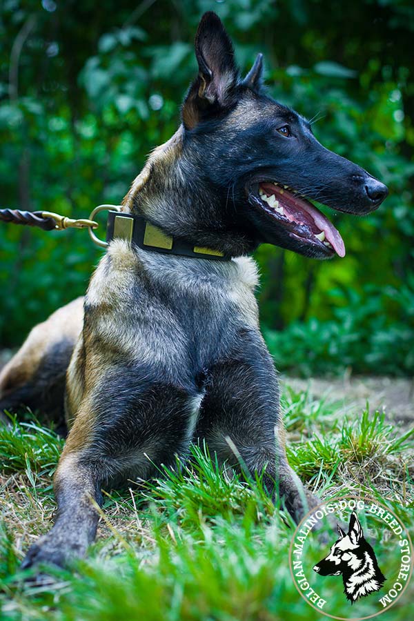 Belgian Malinois leather collar with duly riveted plates for any activity