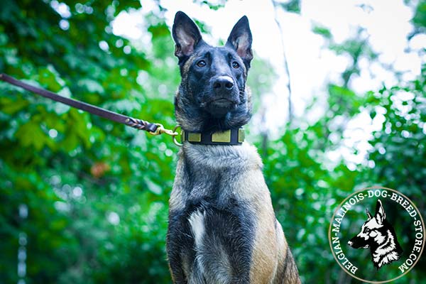 Belgian Malinois brown leather collar of high quality with handset decoration for walking in style