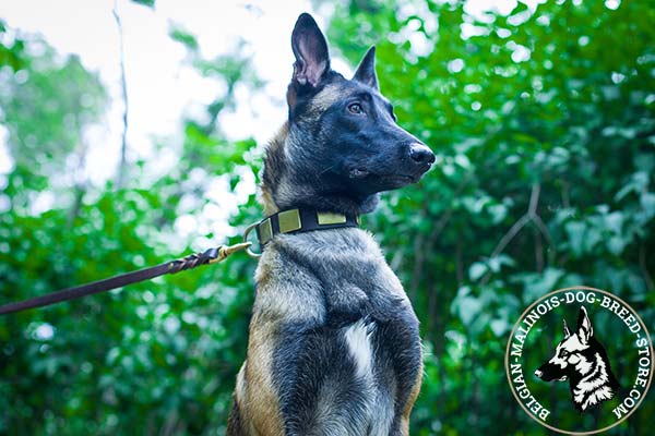 Belgian Malinois brown leather collar with rust-proof brass plated hardware for stylish walks