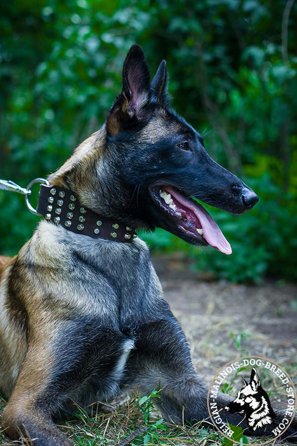 Belgian Malinois brown leather collar extra wide with cones set in row for perfect control