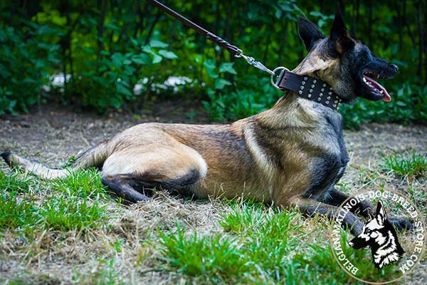 Belgian Malinois brown leather collar wide with handset decoration for utmost comfort
