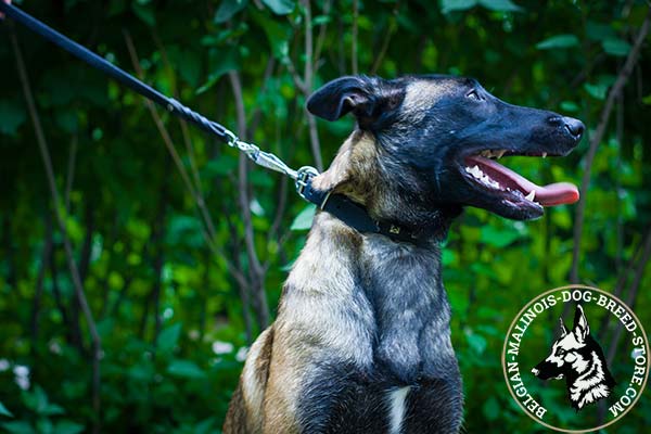 Belgian Malinois black leather collar of genuine materials with studs for any activity