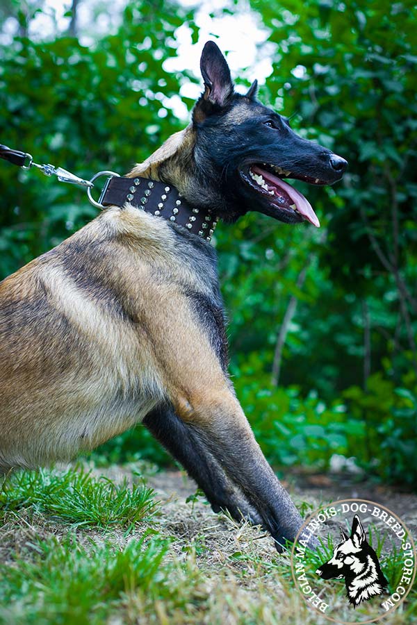 Belgian Malinois brown leather collar wide with riveted fittings   for quality control