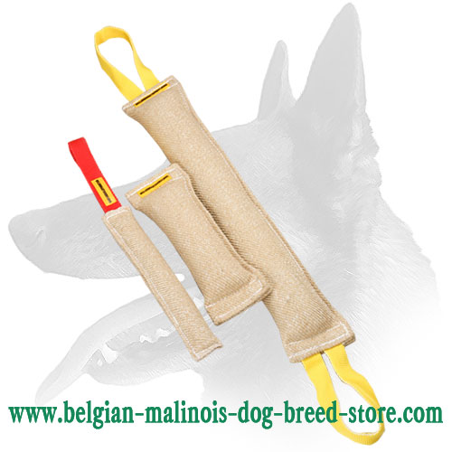 Buying a 2024 belgian malinois