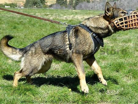 leather dog muzzle for Malinoies