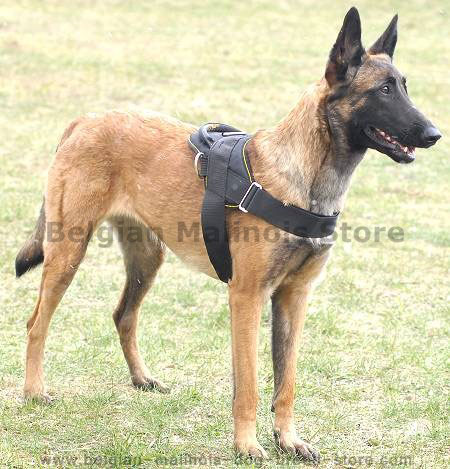 Get Belgian Malinois Nylon Harness